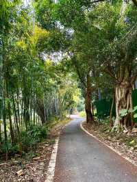 🍃Hidden Adventure at Maofeng Mountain｜Creek Walk + Cloud-Top Lookout