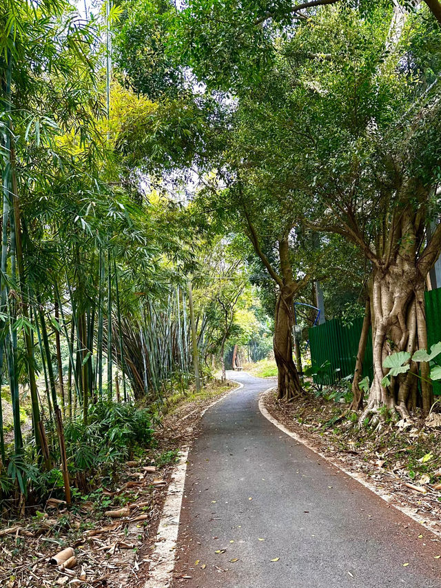 🍃Hidden Adventure at Maofeng Mountain｜Creek Walk + Cloud-Top Lookout