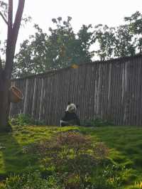 A Day with Pandas: Visiting the Chengdu Research Base of Giant Panda Breeding