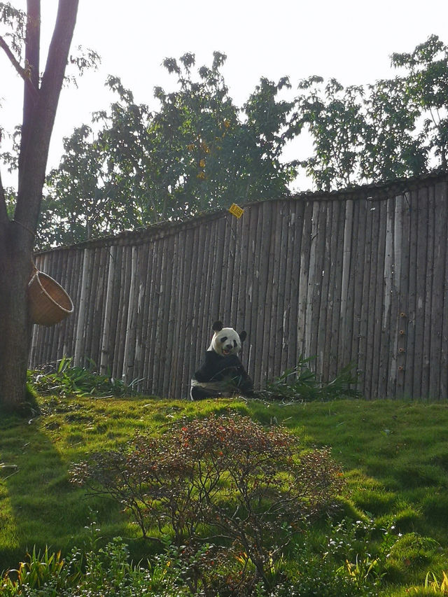 A Day with Pandas: Visiting the Chengdu Research Base of Giant Panda Breeding