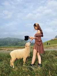 ฟาร์มแกะ ดอยช้าง 🐑