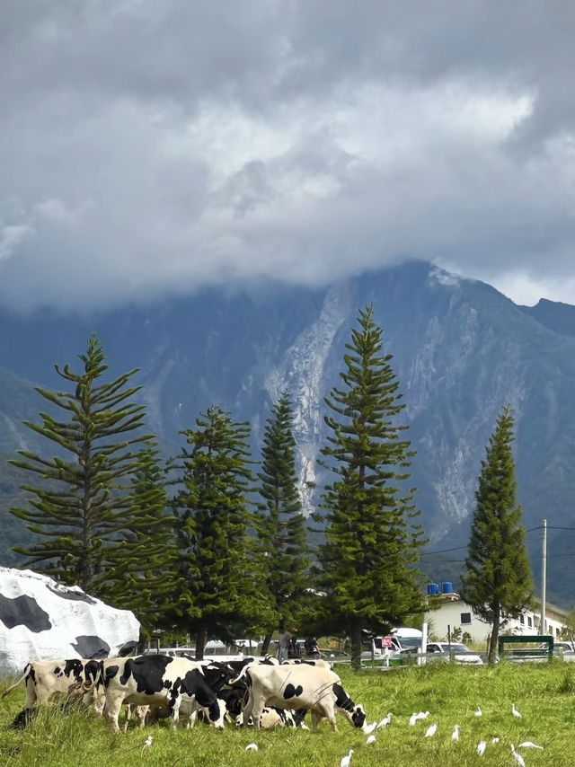 ⛰️ Chillin’ in Kundasang – Views, Cows & Cool Vibes! 🐮🌤️ ⛰️ Chillin’ in Kundasang – Views, Cows & Cool Vibes! 🐮🌤️