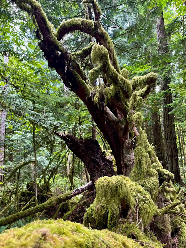 Cathedral Grove – Ancient Forest Sanctuary on Vancouver Island Cathedral Grove – Ancient Forest Sanctuary on Vancouver Island