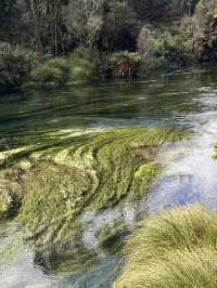 Blue spring in New Zealand 
