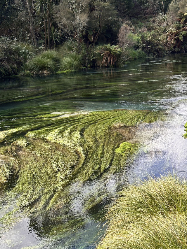 Blue spring in New Zealand 