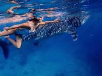 Swimming with Whale Sharks in Oslob, Cebu 🐋❤️