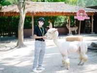 สวนสัตว์ Alpaca Hill