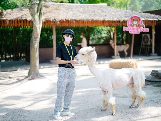 สวนสัตว์ Alpaca Hill