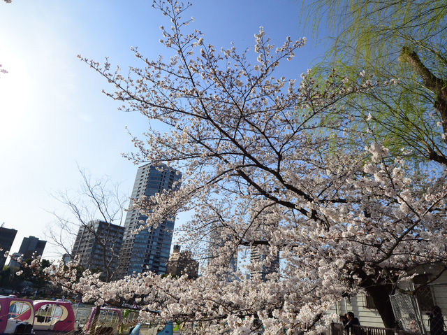 สวนอุเอโนะ Full Bloom