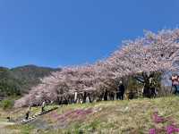河口湖櫻花季