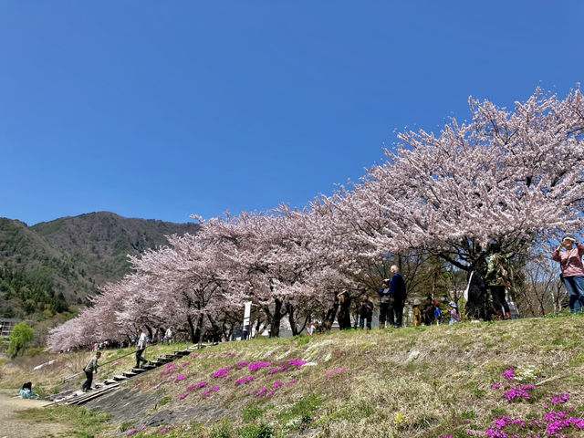 河口湖櫻花季