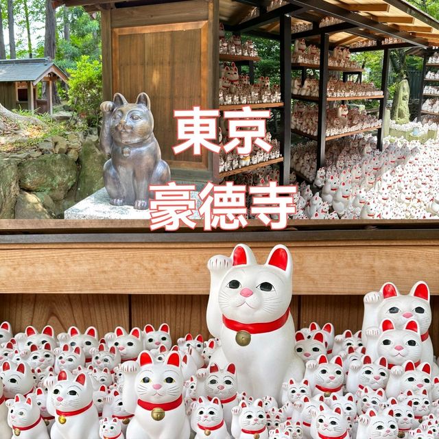 豪德寺必打卡招財貓氛圍感