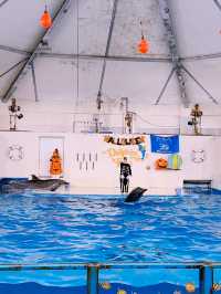 🐧【登別尼克斯海洋公園】親子必去!企鵝巡遊+沙丁魚風暴+童話城堡水族館