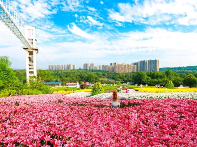 最夢幻花海色彩繽紛旅人必去💕成都漫花莊園