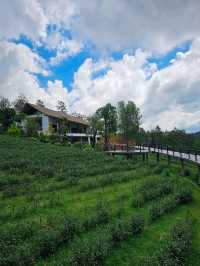 🌱 PASSA | ผัสสะ คาเฟ่ไร่ชา