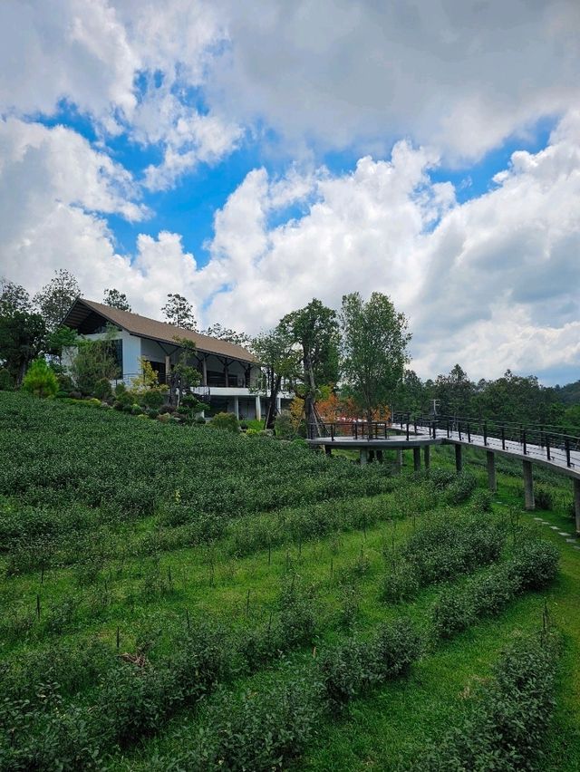 🌱 PASSA | ผัสสะ คาเฟ่ไร่ชา