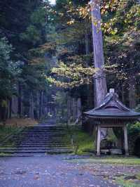 神秘的な参道 杉と石畳を覆う苔に魅了されます。