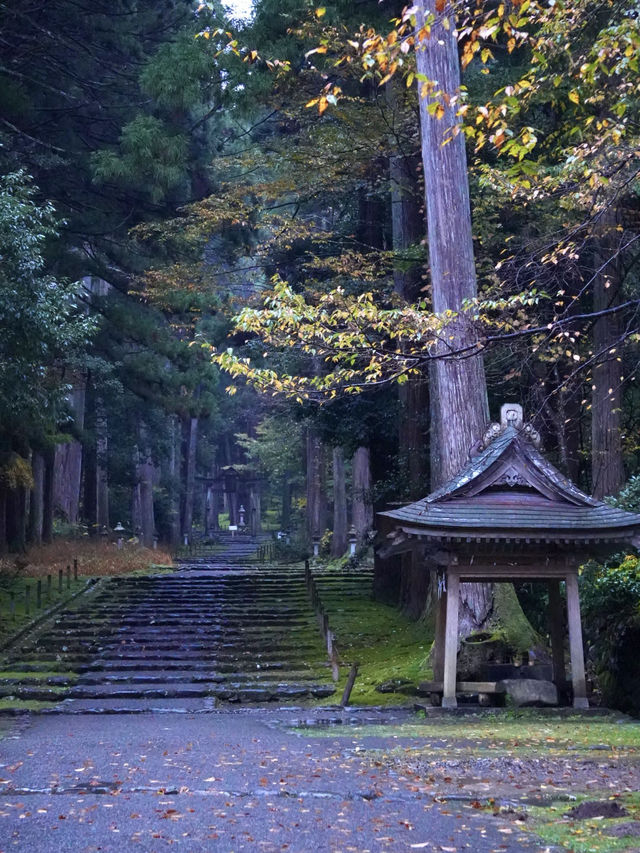 神秘的な参道 杉と石畳を覆う苔に魅了されます。 神秘的な参道 杉と石畳を覆う苔に魅了されます。