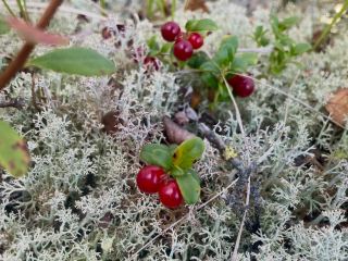 Kamenny Venets Magadan