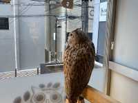 大阪5日遊打卡路線