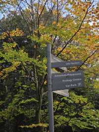 🌳✨ Green Escape & Elegance at Holland Park 🏞️