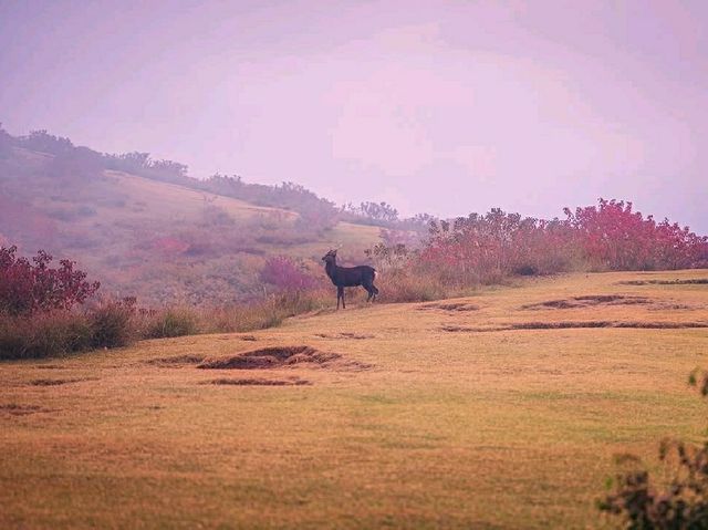 🍁 Mount Wakakusa – Autumn’s Deer Paradise Above Nara 🌄🦌