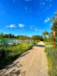 🌿 St. Patrick’s Island – Calgary’s Urban Nature Escape