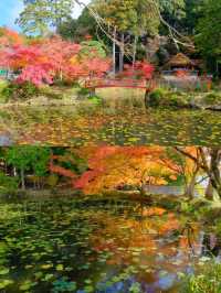 京都小眾紅葉秘境✨大原野神社の私藏打卡指南