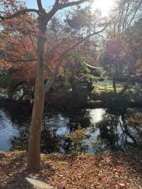 紅葉に包まれる癒しの古刹。深大寺で過ごす穏やかな時間