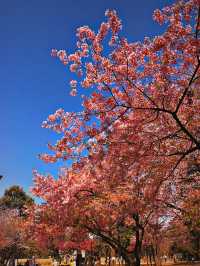 Studio Ghibli Museum ✨💕 Tokyo