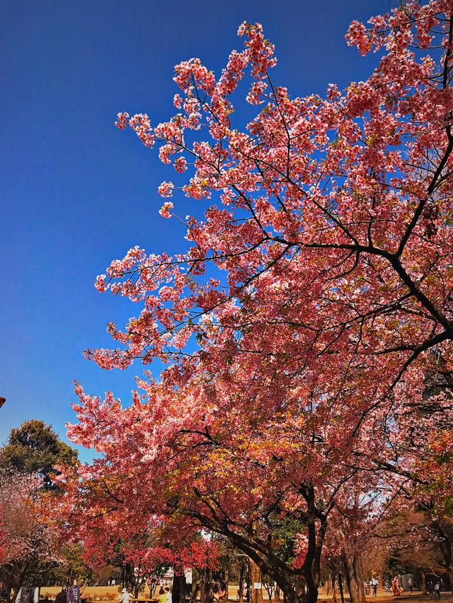 Studio Ghibli Museum ✨💕 Tokyo