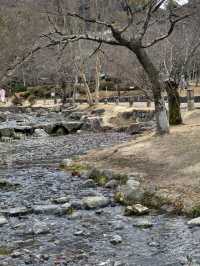 不經意到訪了円山公園是成了京都此行最舒適的地方