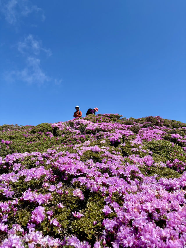 Kuju Azalea Magic🌸