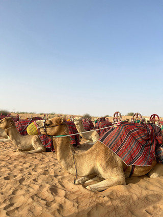 The Ultimate Dubai Desert Safari Adventure: Epic Thrills & Culture!