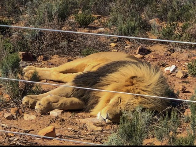 南非-開普敦🇿🇦大遷徙以外看非洲動物的好地方