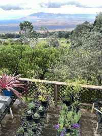 Discover the Serenity of Ali‘i Kula Lavender Farm – Maui’s Hidden Gem