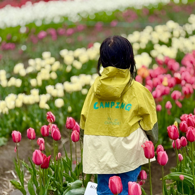 The abbotsford Tulip Festival 阿博茲福鬱金香節