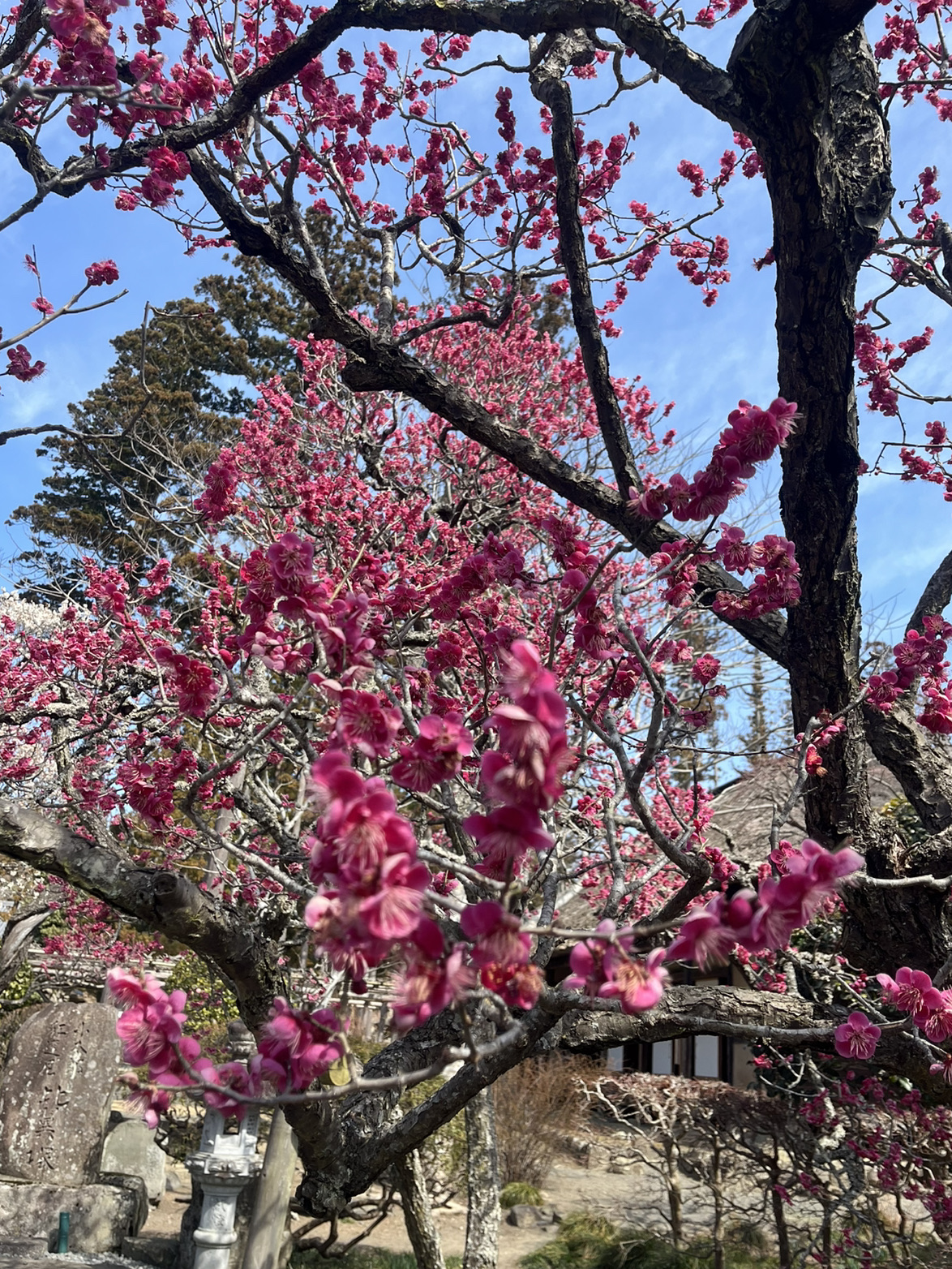 [센다이 마쓰시마] 일본 3경의 절경을 꼭 감상해 보세요.