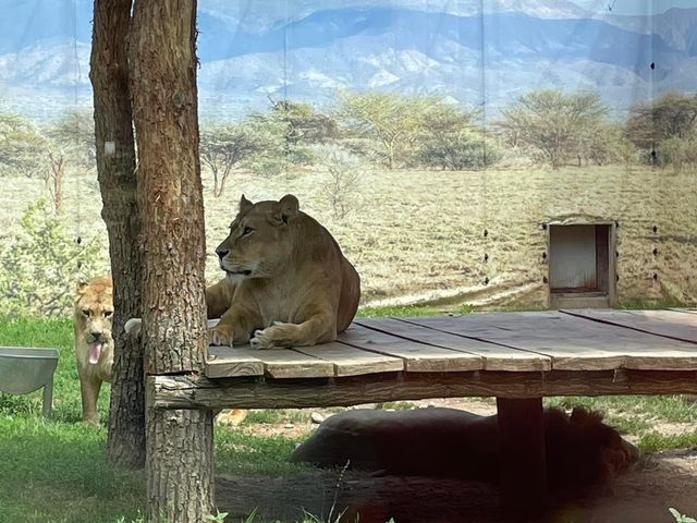 Sibiu Zoo🦁🐯