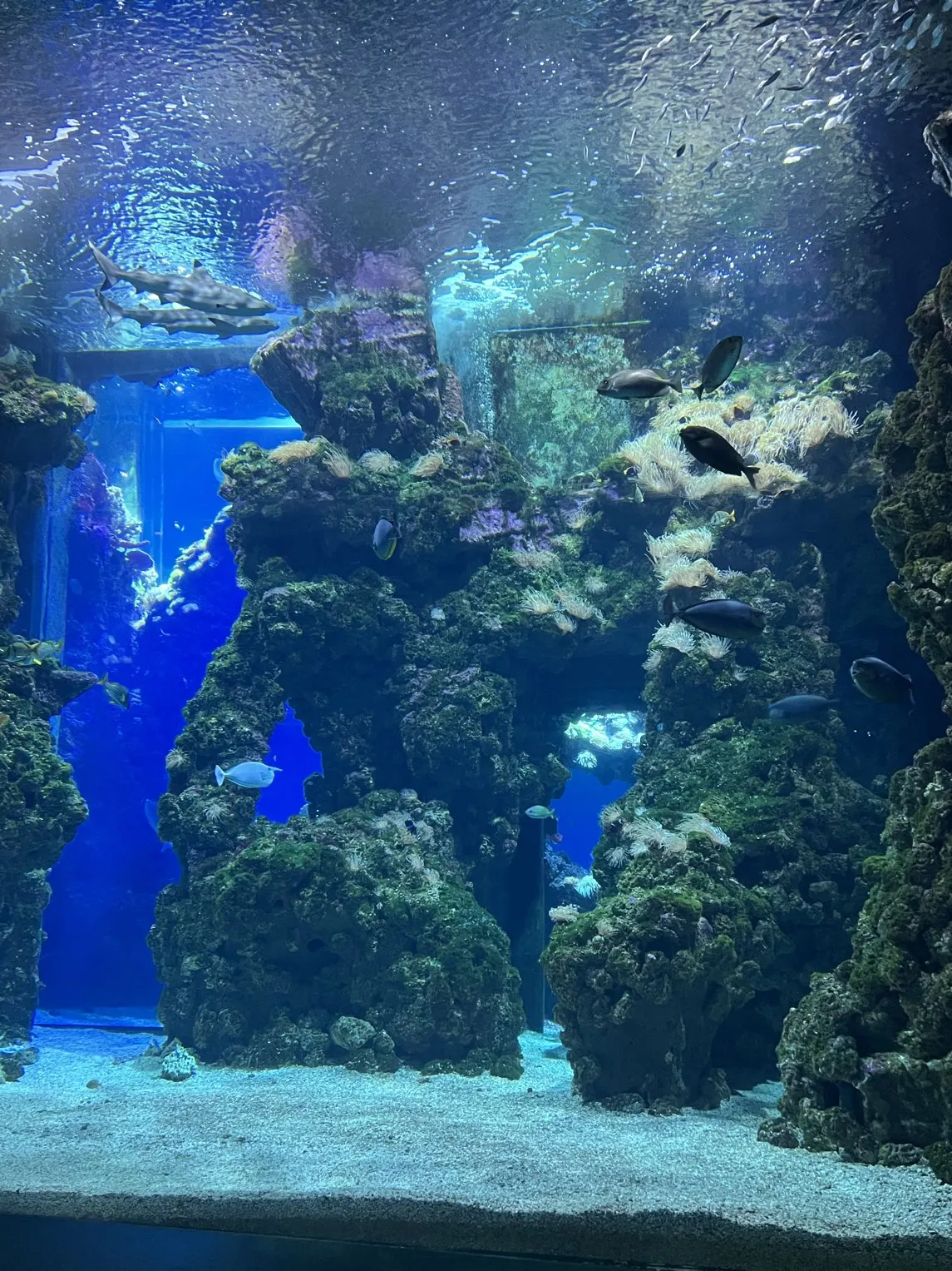 World-class maritime museum: Monaco Oceanographic Museum