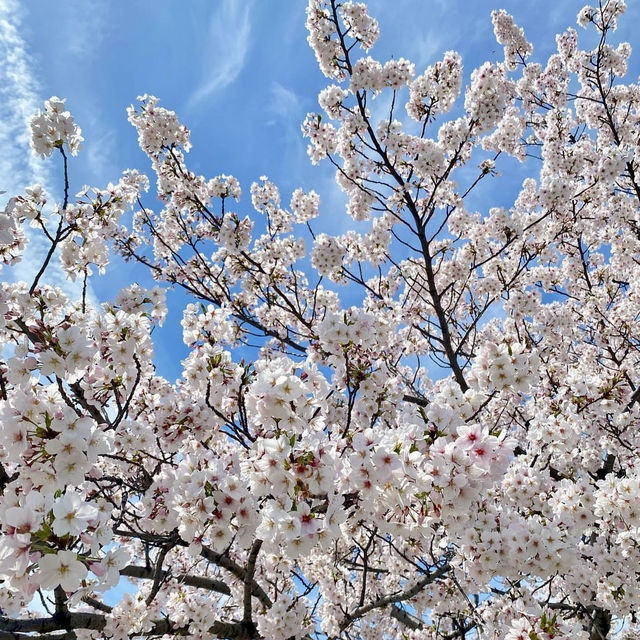 🌸Timing Japan's Cherry Blossom Spectacle🌸