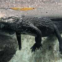 🐾 估唔到係巴塞隆拿都可以見到佢!?CosmoCaixa 科學博物館 🐟