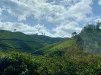 The Kurinji Connection to Kerala's Culture