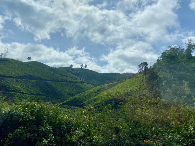 The Kurinji Connection to Kerala's Culture