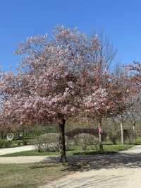 Spring in Venaria Reale
