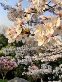 Sunrise Magic at Shiudeyama’s Cherry Blossoms