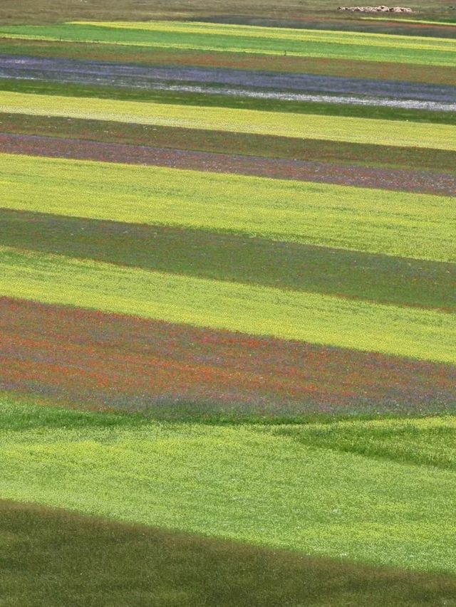 🌼 A Sea of Blossoms – Castelluccio di Norcia, Italy