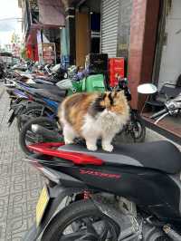 altTitle