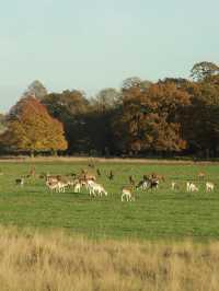 Richmond Park: London’s Wild Heart Where Deer Roam Free