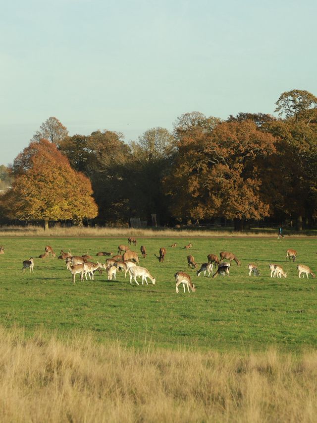 Richmond Park: London’s Wild Heart Where Deer Roam Free